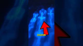 Glowing Dolphin Caught on Camera | Bioluminescent Ocean Phenomenon Explained 😱 Glowing Dolphin Caught on Camera | Bioluminescent Ocean Phenomenon Explained 😱