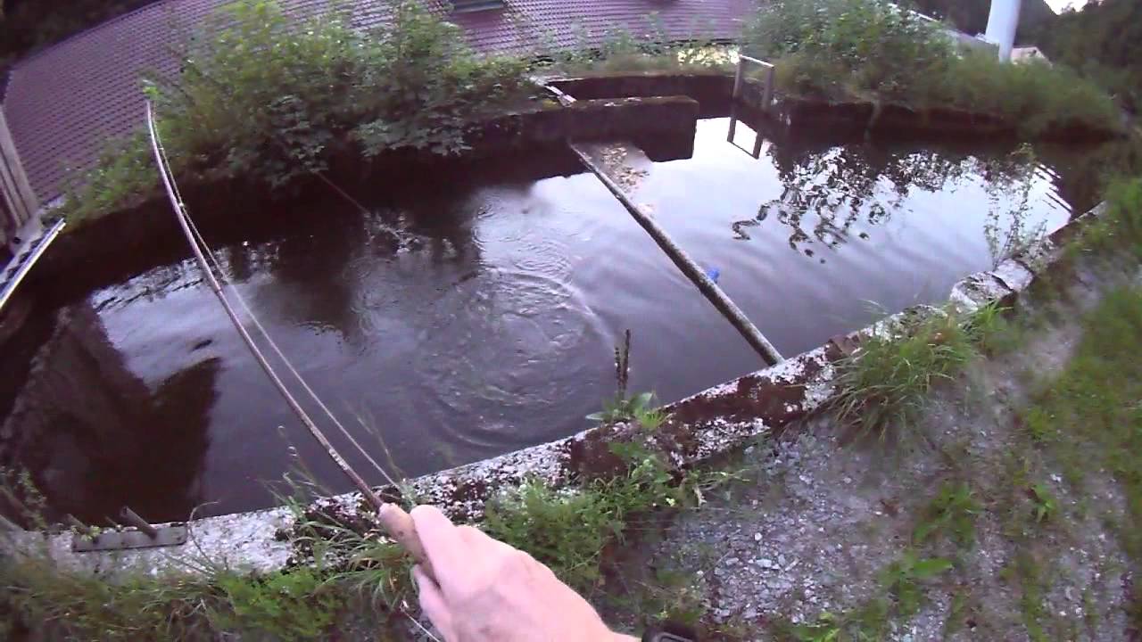 Forellen mögen Käfer