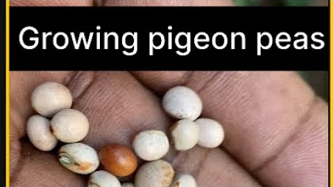 Growing pigeon peas in cold climate
