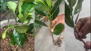Technique Of Planting Jackfruit Branches With Onions.
