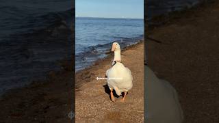 Как вам Галя @galya_goose? У нее трекер Артикул #WW368700