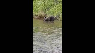 Медведь проверяет сети. Медведь рыбак.