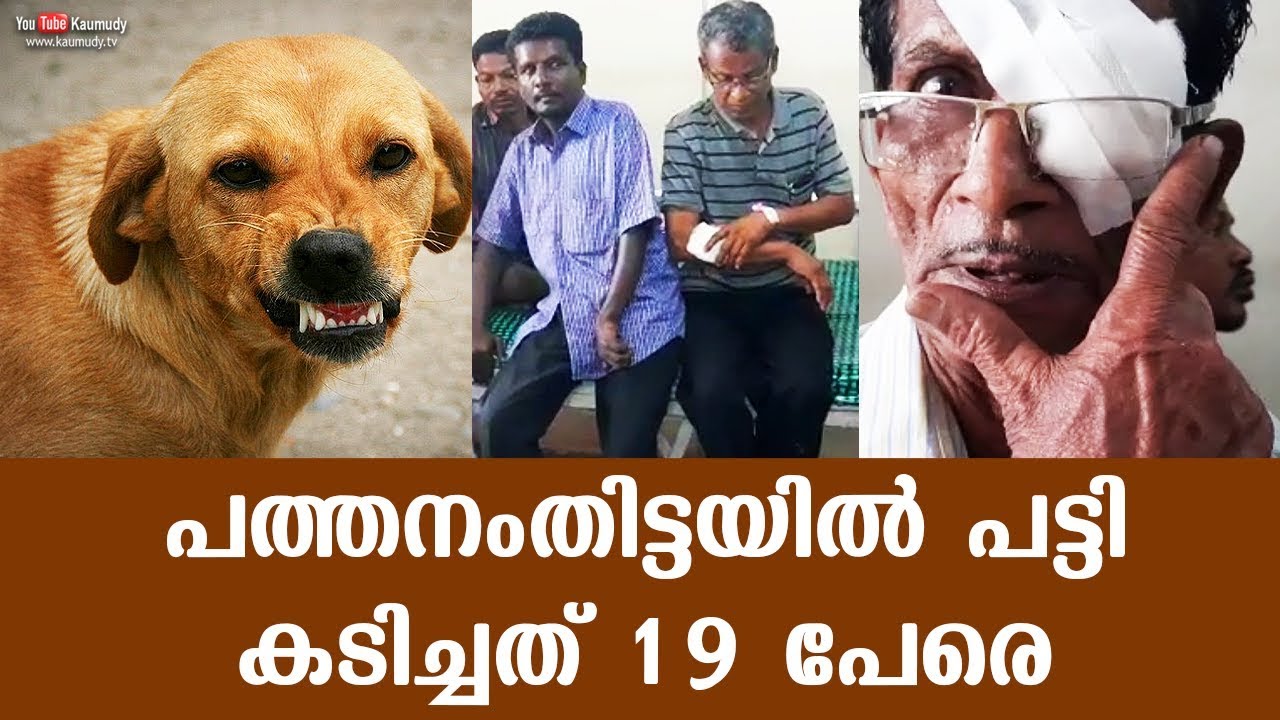 Stray dog attack in Pathanamthitta ; 19 injured - YouTube