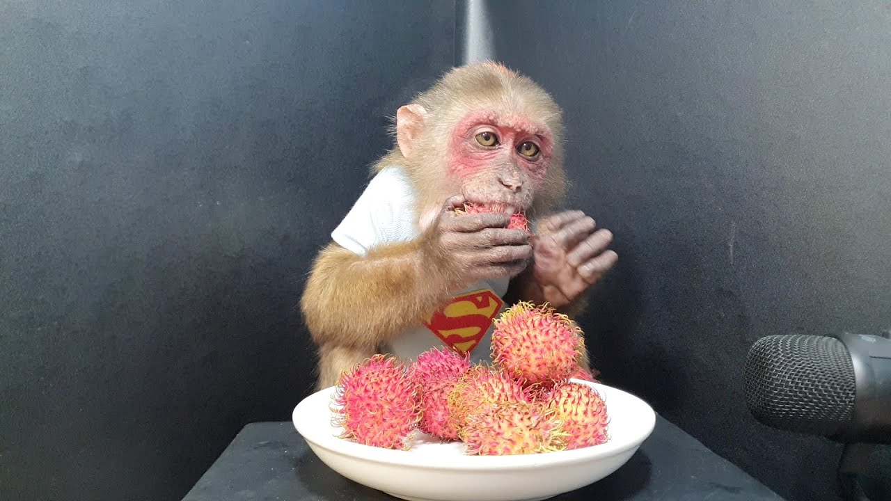Bin Bin Monkey Eating A Delicious Rambutan Fruit ASMR
