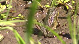 Homer Lake Wetland Frogs
