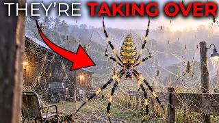 Wild Joro Spiders Are Spreading Fast Across the Smoky Mountains—And They're More Dangerous