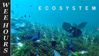 A Land Under The Sea | Ecosystem
