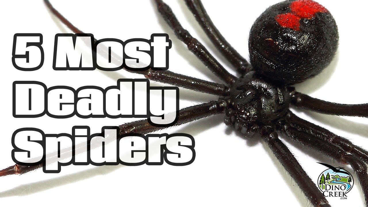 5 Deadliest Spiders Youtube