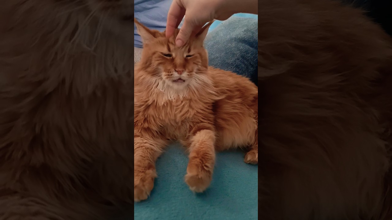 Опасная киска обезаружена🔥