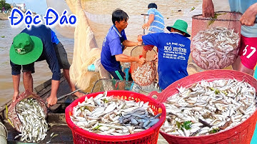 Về Tân Châu An Giang xem Kỷ lục Việt Nam - Đuổi dồn bắt hàng tấn cá Linh trên sông Tiền mùa nước nổi