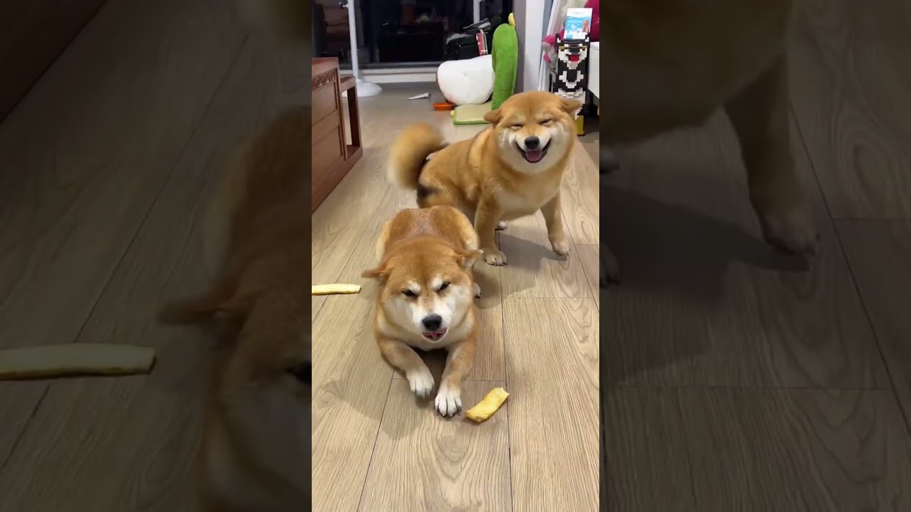 Crouching dragon and phoenix chick 