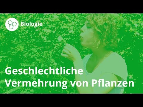 Video: Pflanzen und Blumen am Meer – So wählen Sie eine Pflanze am Meer aus