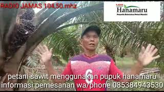 Pupuk hanamaru memang ajiiib