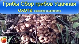 Грибы Сбор грибов Удачная охота Collecting mushrooms Осенние грибы Опята Лисички Лес Осень Грибы Сбор грибов Удачная охота Collecting mushrooms Осенние грибы Опята Лисички Лес Осень