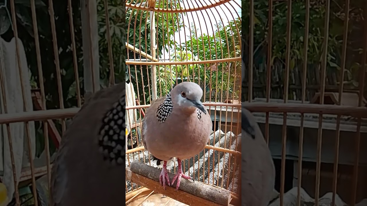 Tekukur gacor paling gacor sealam raya 