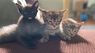 These Kittens Were Found in a LAUNDRY ROOM! by Helen Woodward Animal Center 1,611 views 5 months ago 1 minute, 32 seconds