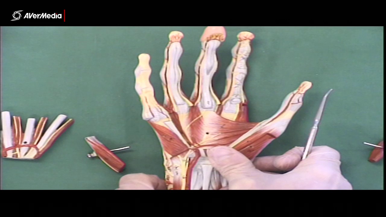 Muscles of the Hand - YouTube