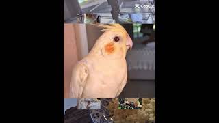 Edit de Calopsita #calopsita #cockatiel #calopsitas #calopsitasmansa #cockatiels