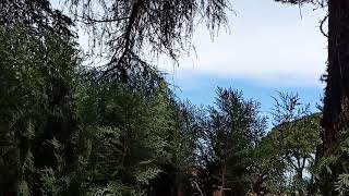 Volkan Konak - Mimoza Çiçeğim - Tuğbateki̇n
