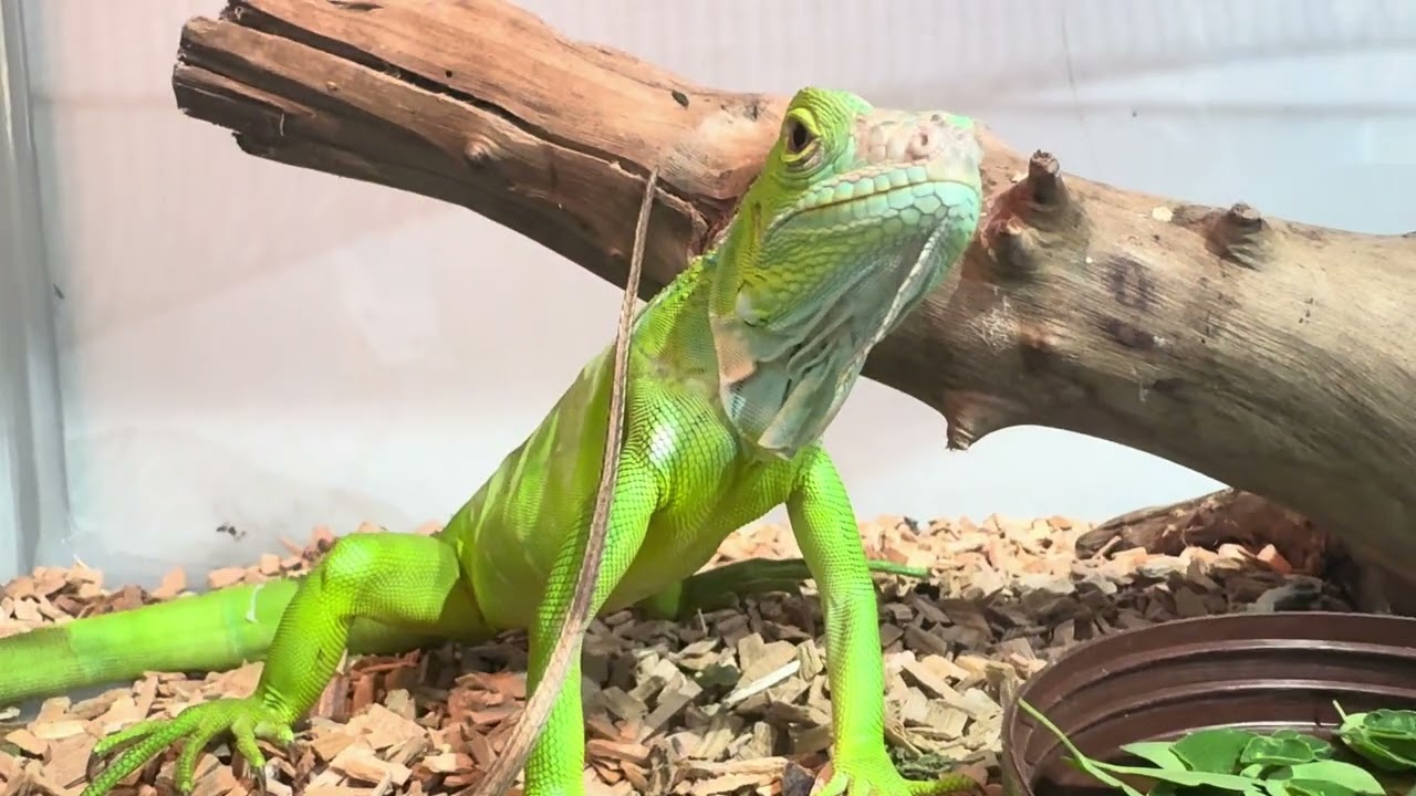 Green lguana🦎 