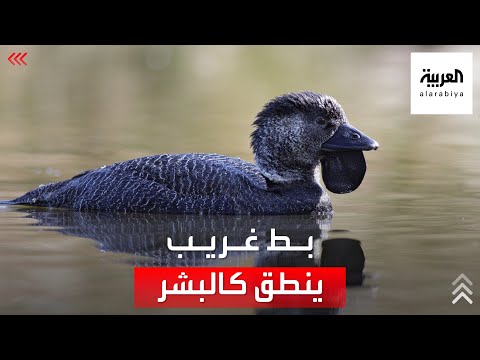 فيديو: لماذا البط يتأقلم مع نفسه؟