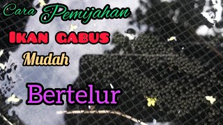 cara pemijahan ikan gabus mudah bertelur