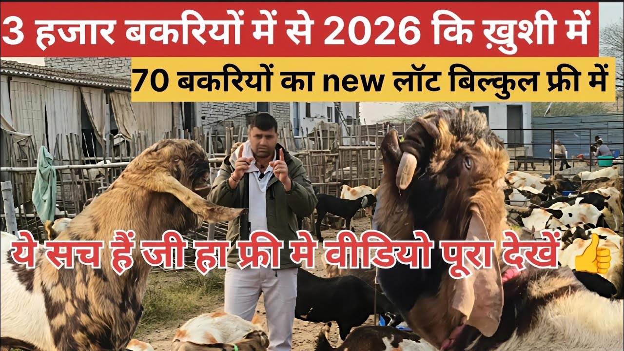 3 हजार बकरियों में से 2026 कि ख़ुशी में 70 बकरियों का न्यू लॉट बिल्कुल फ्री में 😍वीडियो पूरा देखें 👍