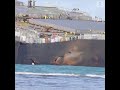 Volunteers clean up oil spill from ship that ran aground off the coast of Mauritius | ABC News