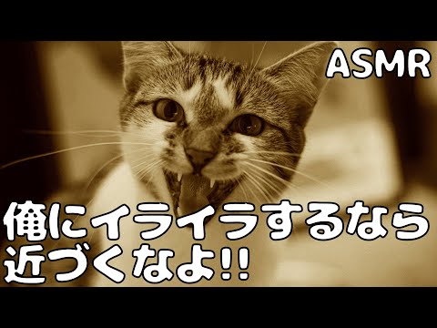 【ASMR】【喧嘩】ストレスで気持ちが不安定な彼女に 彼氏が声を荒げてしまい…【シチュエーションボイス】【女性向け】