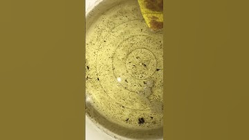 Cá Betta bột 1 ngày tuổi #cábetta