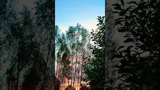 берёзки на фоне заката#nature #природныепейзажи #shortsvideo