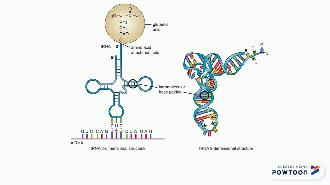 RNA - YouTube