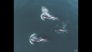 7 Transient Orcas Traveling