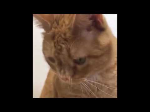 special needs animals for adoption near me Shelter tour 7/1/16 noon