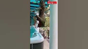 Công trình bể bơi sân vườn biệt thự Vinhome Riverside, Long Biên, Hà Nội -  - Bể bơi thông minh OMI