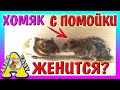 ХОМЯК С ПОМОЙКИ - КТО НЕВЕСТА? / КОГДА БУДУТ ХОМЯЧАТА? / свадьба Хомки / hamster / Alisa Easy Pets