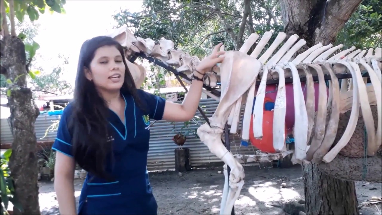 Articulaciones en el bovino.