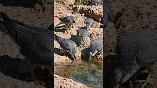 #birds flying in the sky #plz subscribe kren