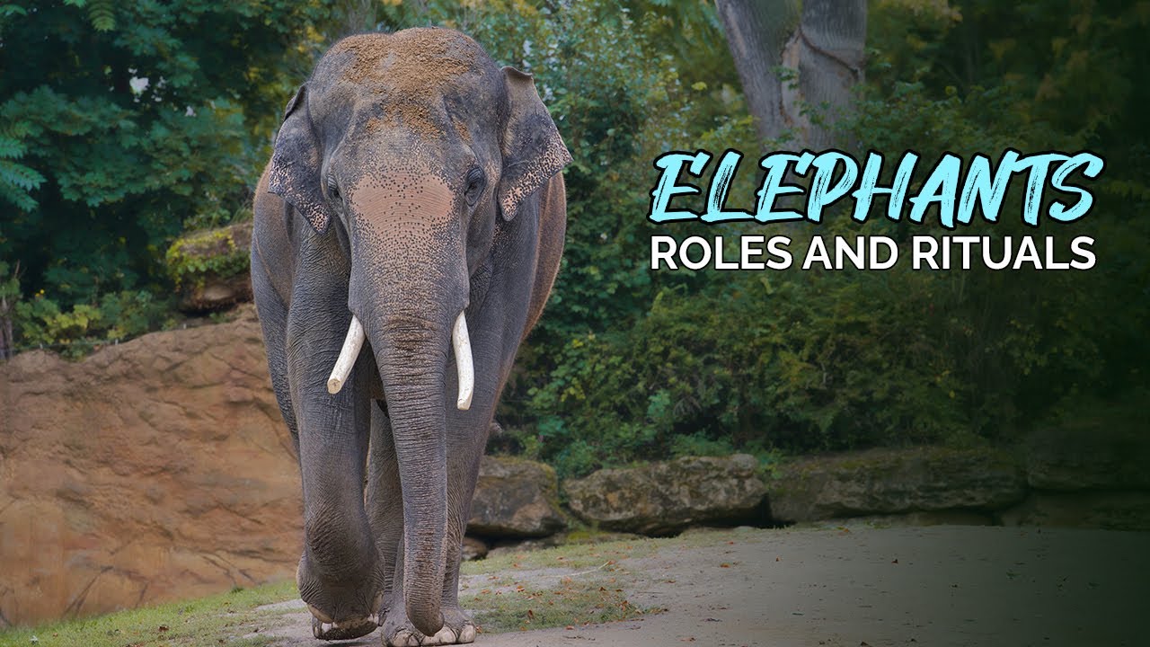 The Amazing World of Working Elephants: Roles and Rituals @NatureLax
