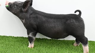 Lane Fall 2026: 204-5 Berkshire Gilt