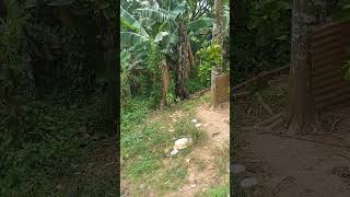 Ive Never Seen This Breed Of Dog Before...the Owner Say This Dog Is Mixed With Wolf