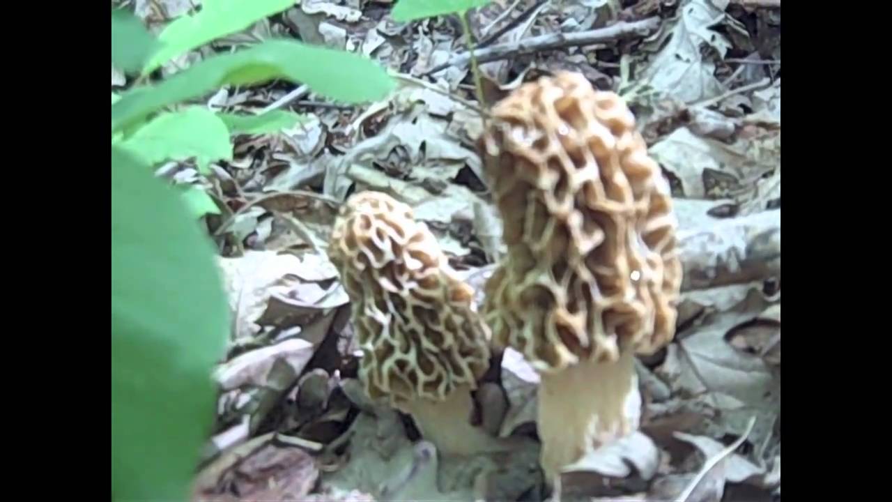 Morel in Harrison County, Iowa YouTube