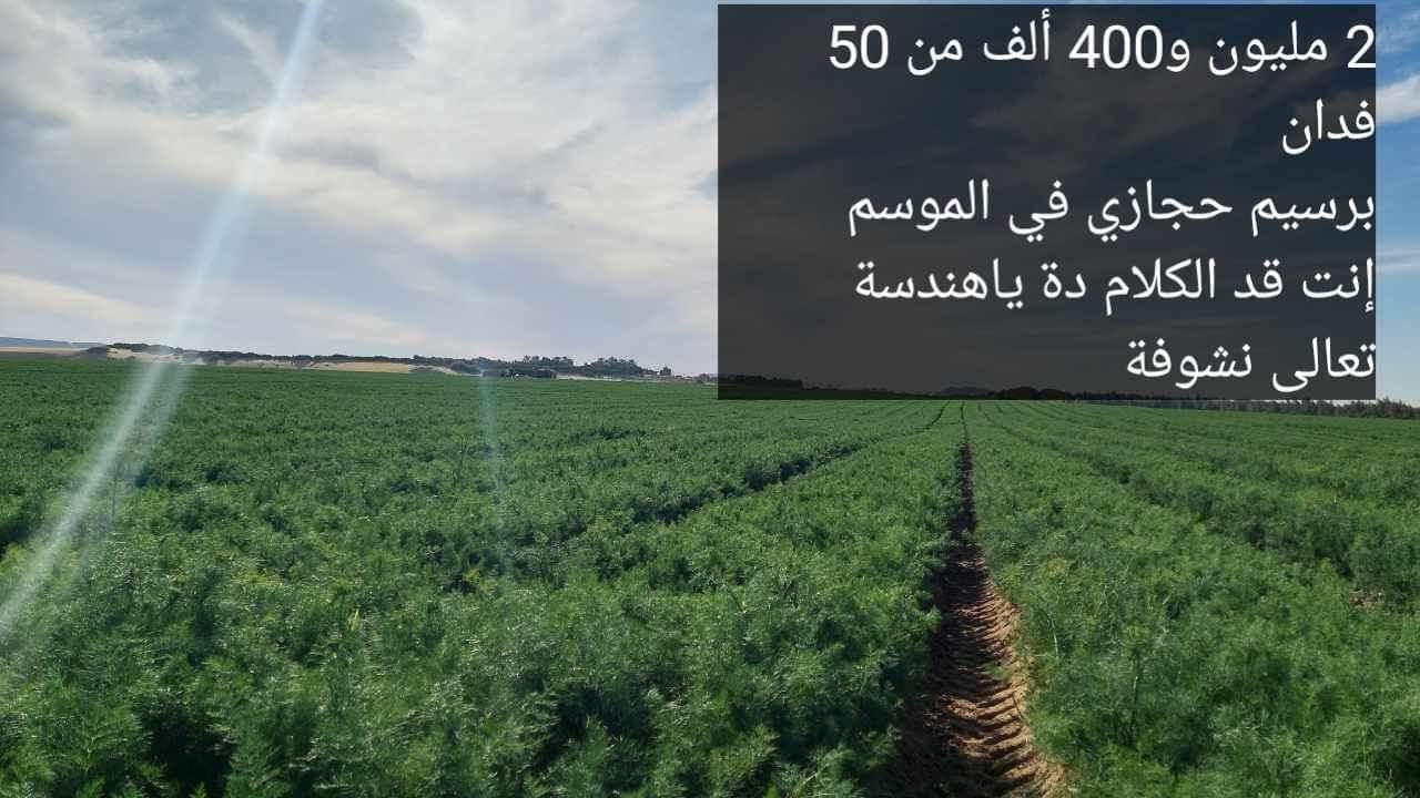 أرباح وتكلفه زراعه سنتر بيفوت 50 فدان برسيم 🍀 حجازي في الواحات البحريه