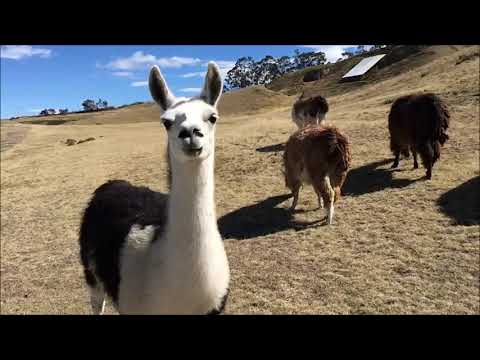 Animales endémicos del Ecuador