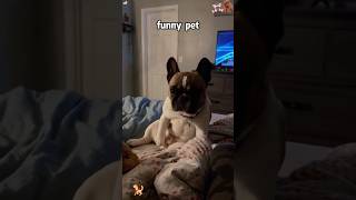 The class clown of the animal kingdom is here..🤣#funnyanimals#funnyvideos#Foryou # animals #usa🇺🇸