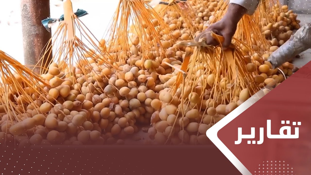 رغم ضروف الحرب .. مأرب تتوسع في زراعة أشجار النخيل