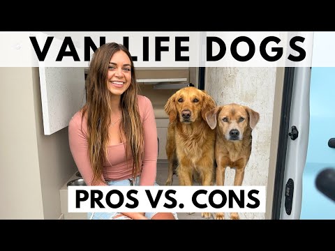 Van Life | Do My Dogs HATE Living In A Van?!