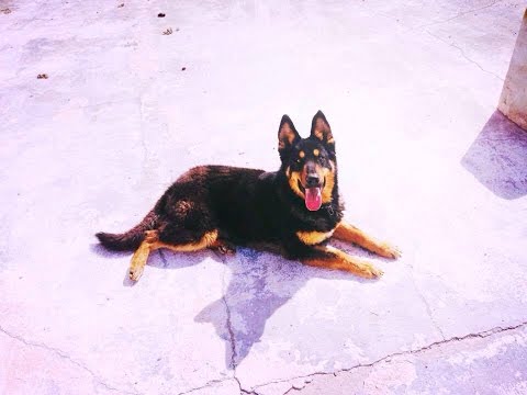Chien Berger Allemand Bien Dressé Tunisie