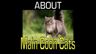 Maine Coon Cat  Breed Information