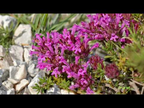 The jewels of Sierra Nevada: flora, fauna and water (Andalusia, Spain)